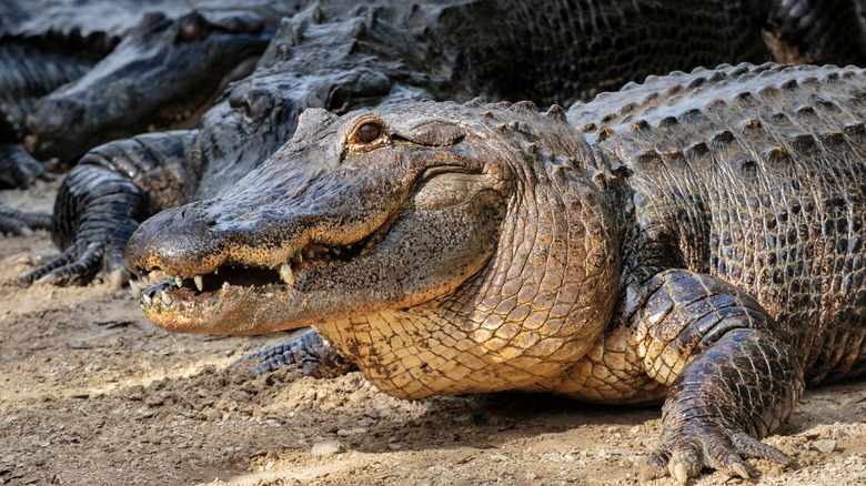 alligators in Florida