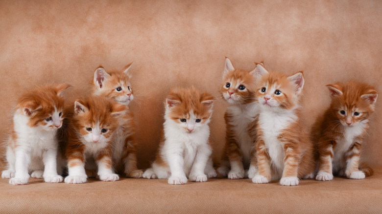 Orange and white kittens