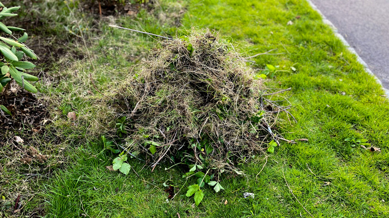 A pile of weeds on grass