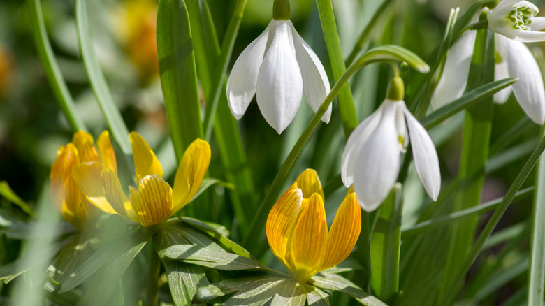 Winter aconites and snowdrops