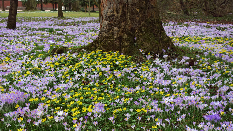 Winter aconite and crocuses