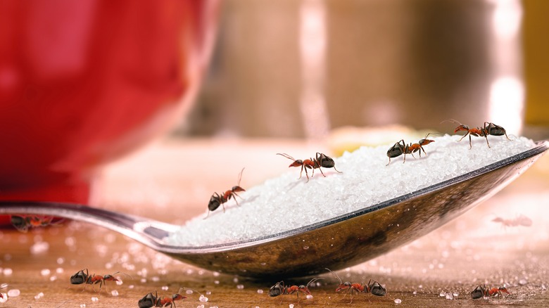 ants on spoon in kitchen