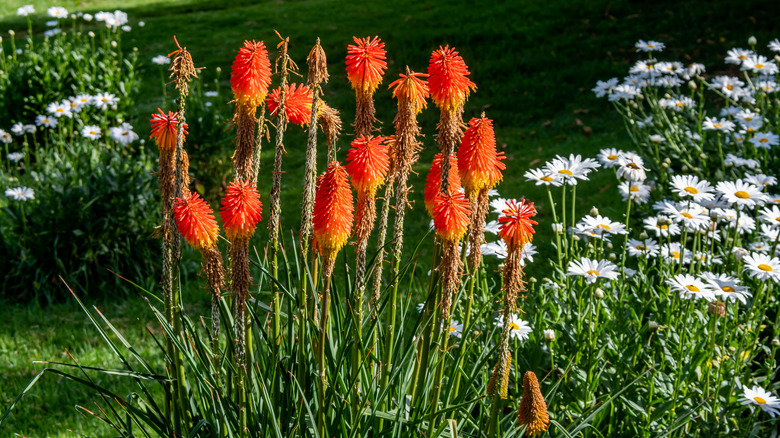 Red hot pokers in yard