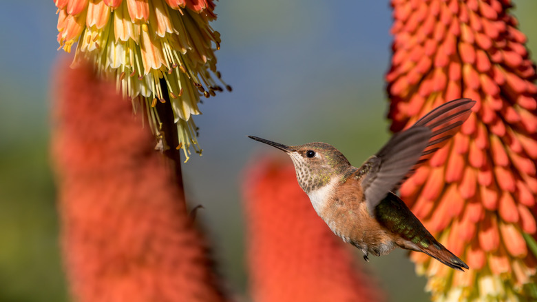 Hummingbird flying near red hot poker