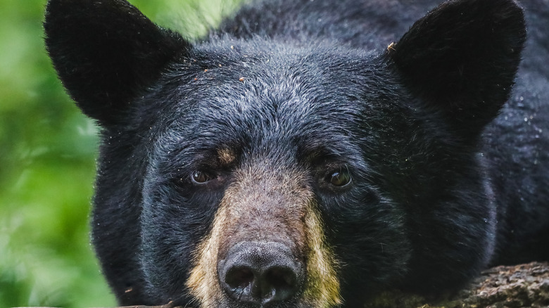 close up of black bear 