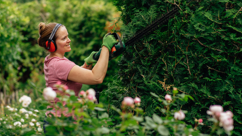 woman trimming the hedge