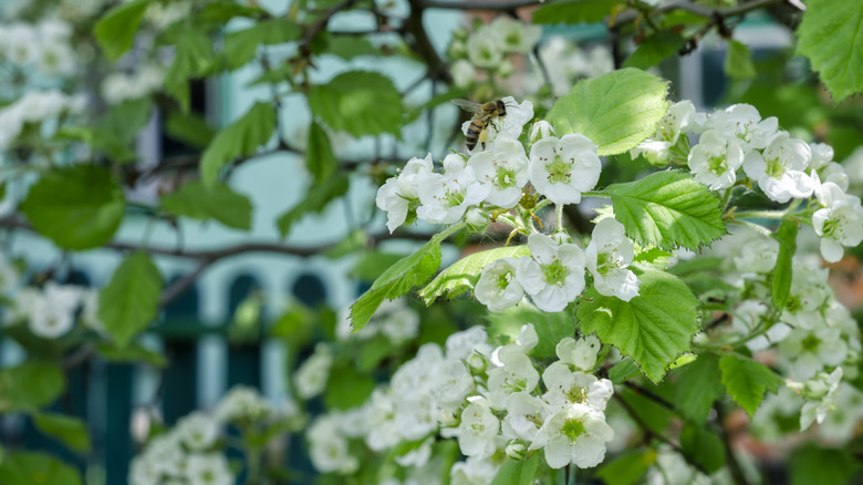 Indian hawthorn close-up garden