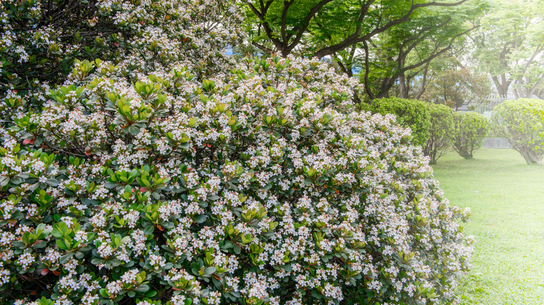 Indian hawthorn hedge in yard