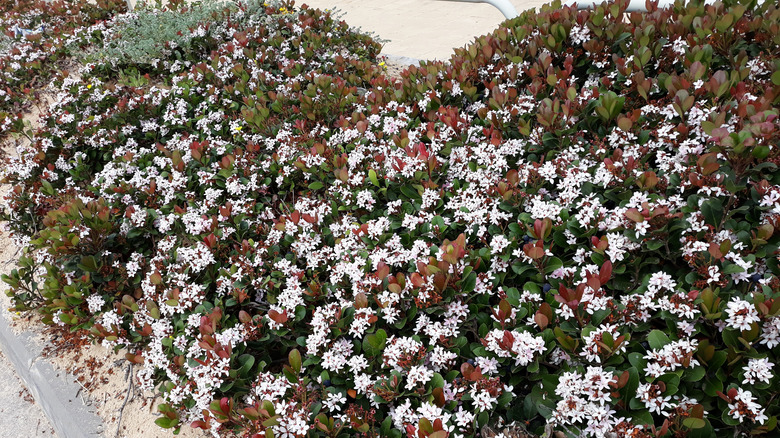 Indian hawthorn shrubs in garden