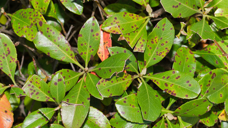 Indian hawthorn with leaf spot