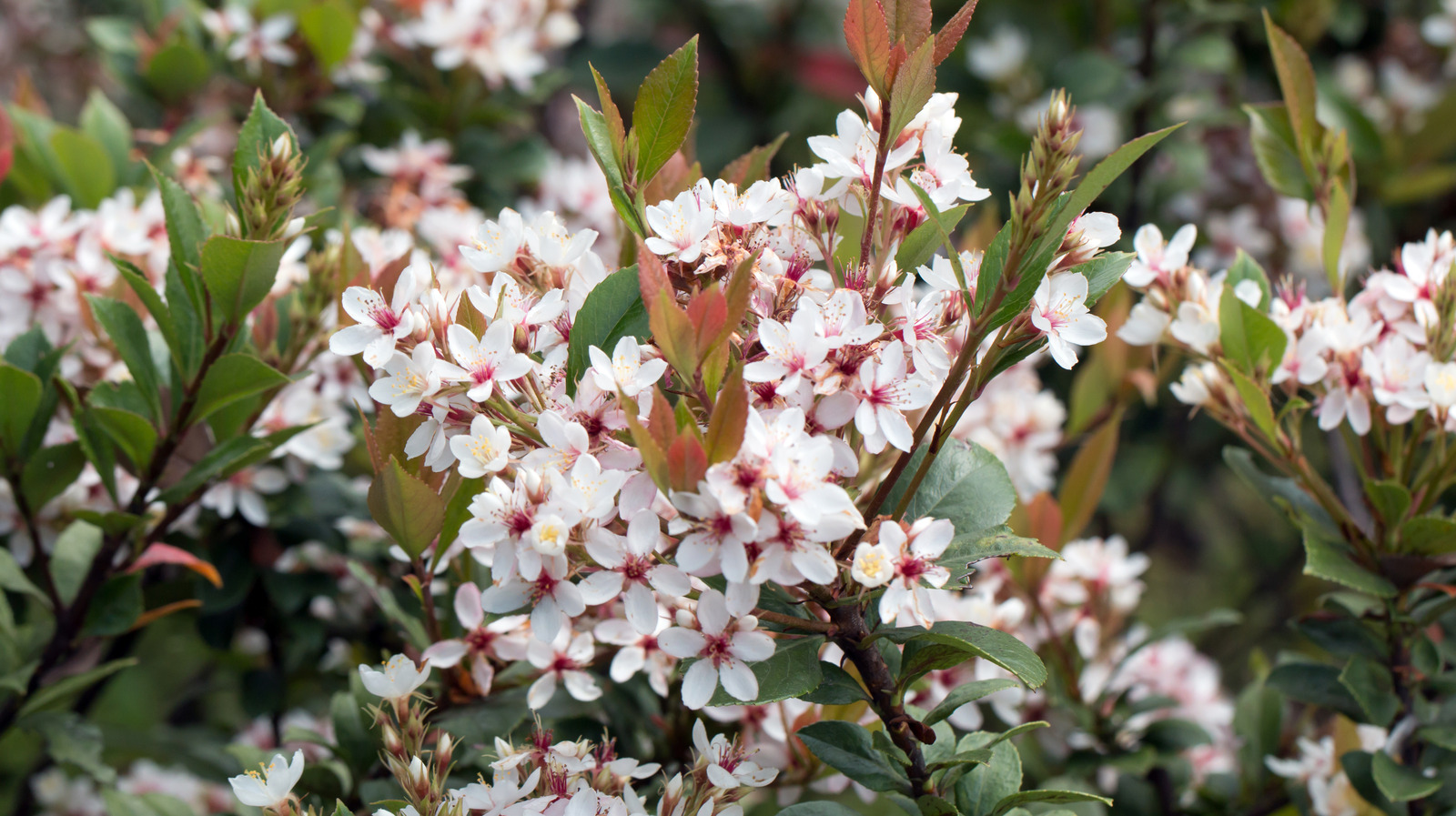 Are Hawthorn Berries Poisonous To Dogs