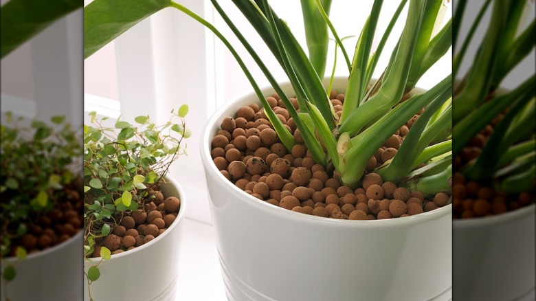 LECA in potted plants