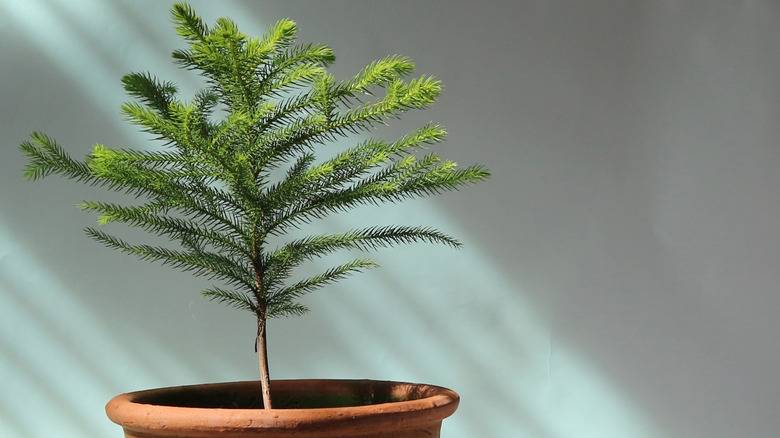 A Norfolk Island pine thrives as a houseplant.