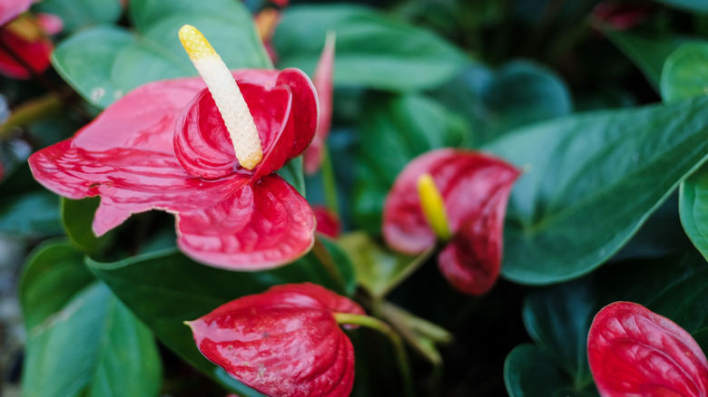 A flamingo flower blooms on a healthy plant.