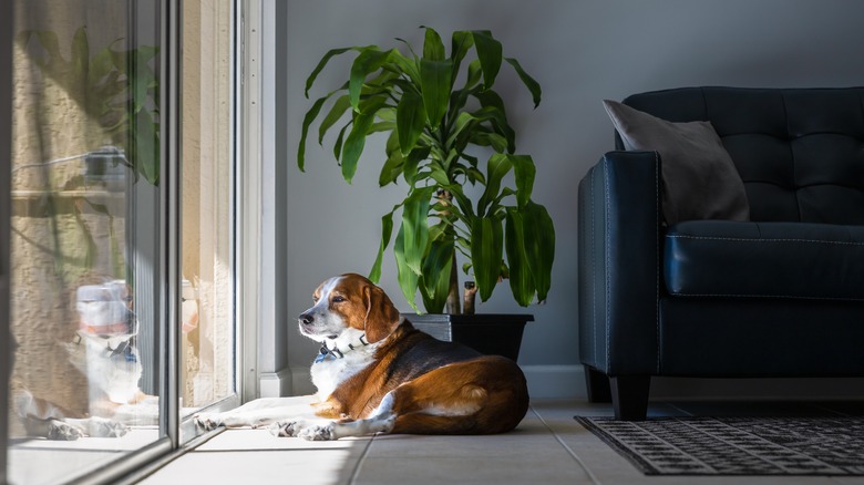 dog gazing out window