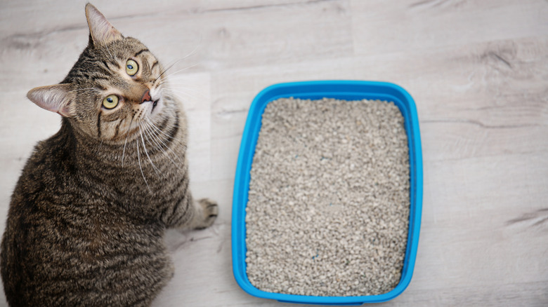 cat and litter box