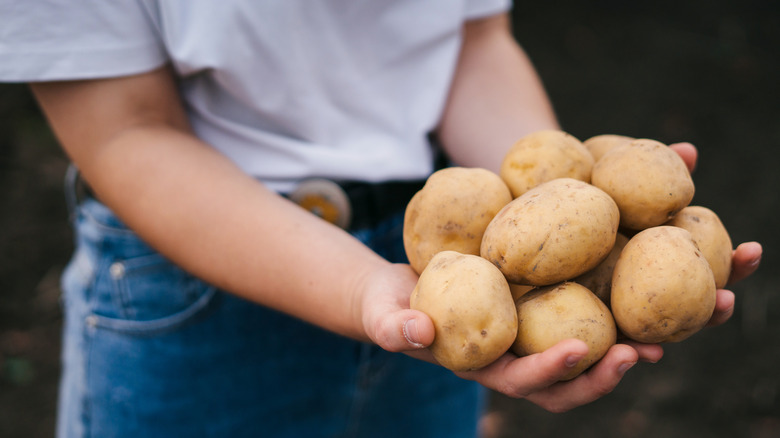 Someone holding several potatoes in their hands