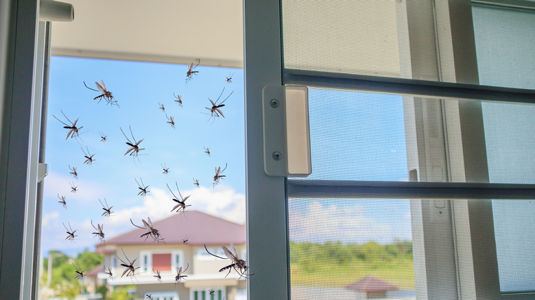 mosquitos flying into a house