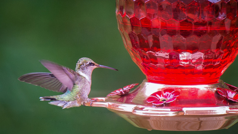 Hummingbird at red feeder