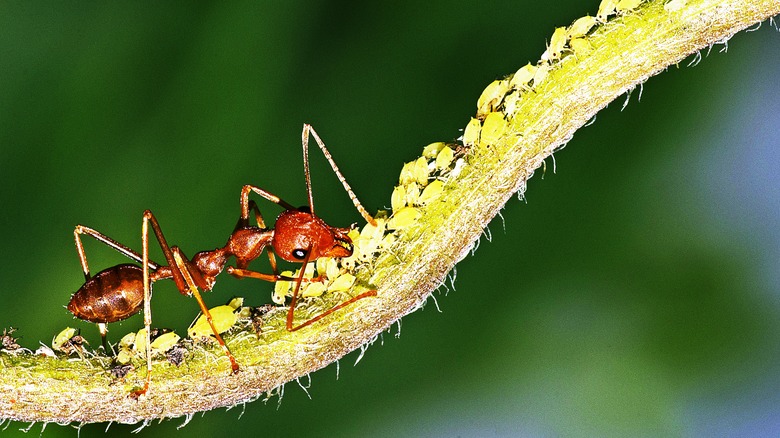 Ant and aphids 