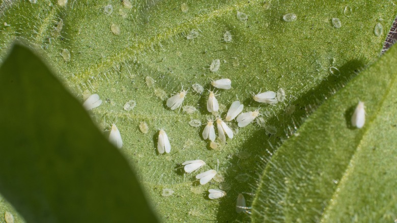 Cluster of whiteflies