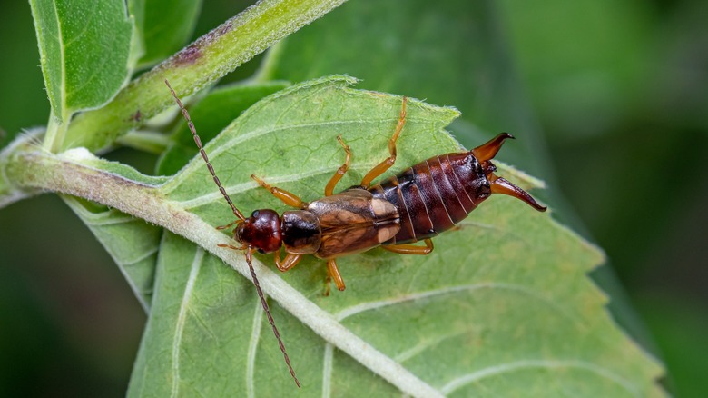 earwig sitting on leaf