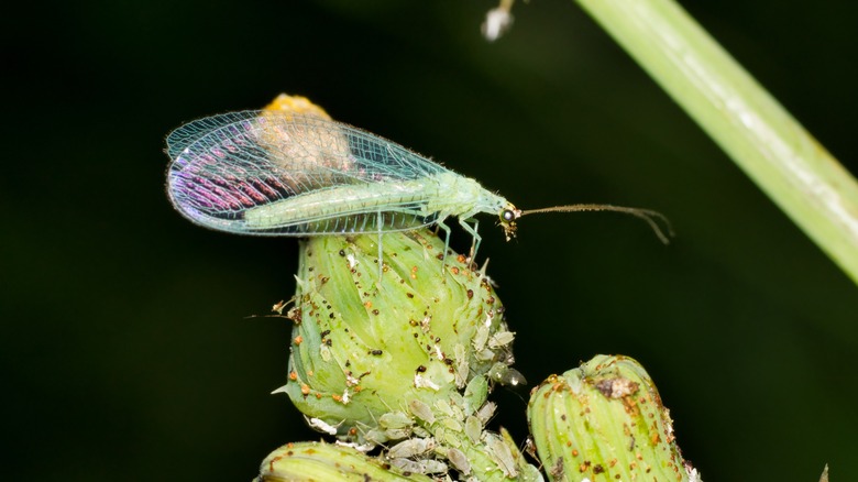 green lacewing resting on plant