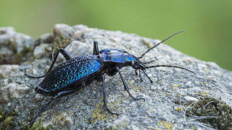 ground beetle on rock