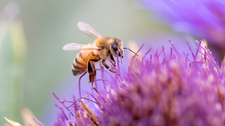 honey bee sits on flower