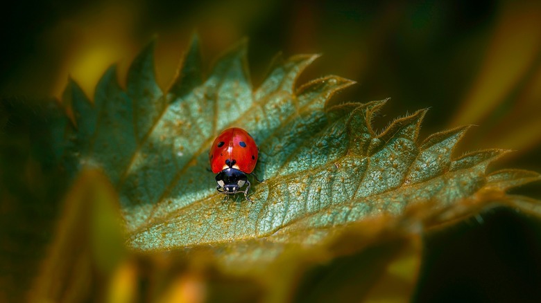 ladybug sitting on leaf