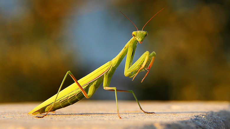 Praying mantis posed on curb