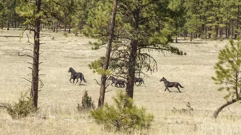 wild horses