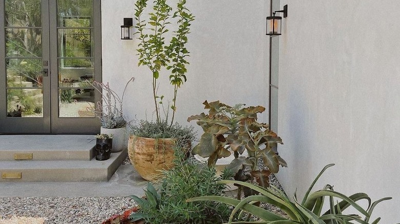 A Zen garden with cacti