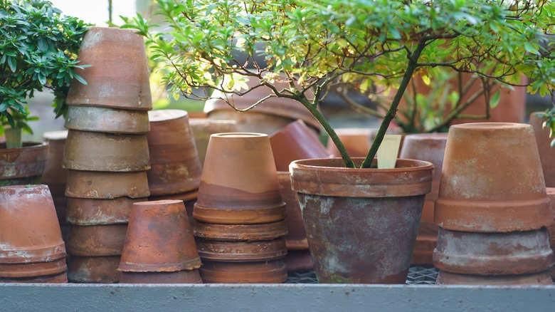 chipped terracotta planters 