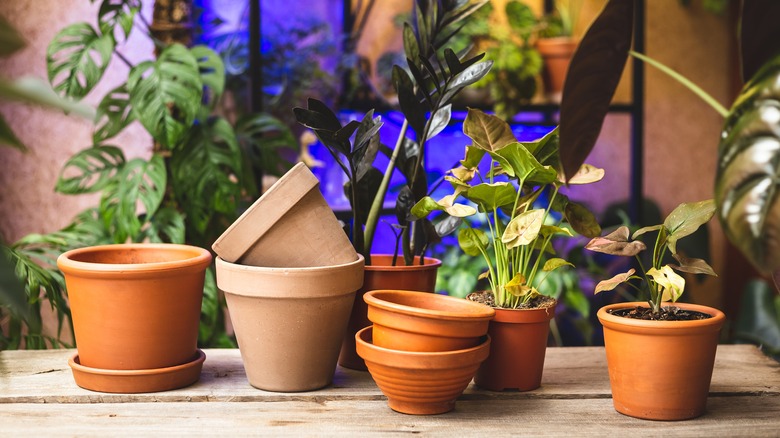 Different sized terracotta pots