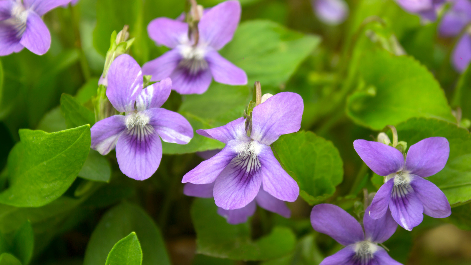 Why You Should Consider Using Blue Violet As A Lawn Alternative