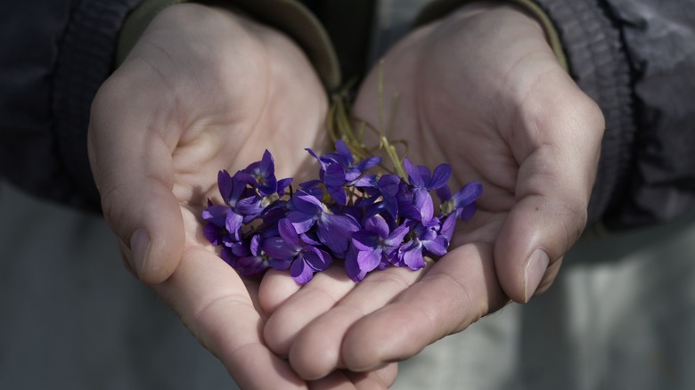 hands holding blue violet petals