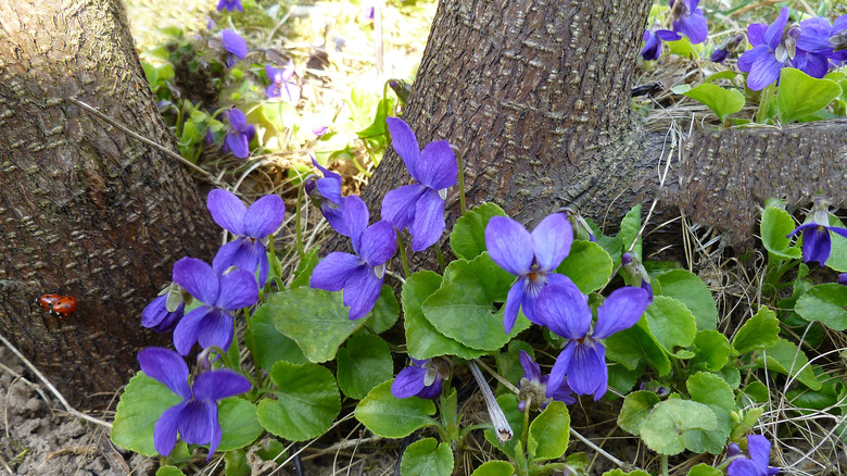 Blue violets growing beneath tree