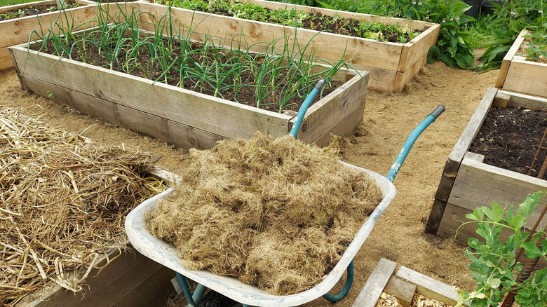 A collection of raised beds with spring vegetables and a wheel barrow filled with straw-type mulch ready to distribute.