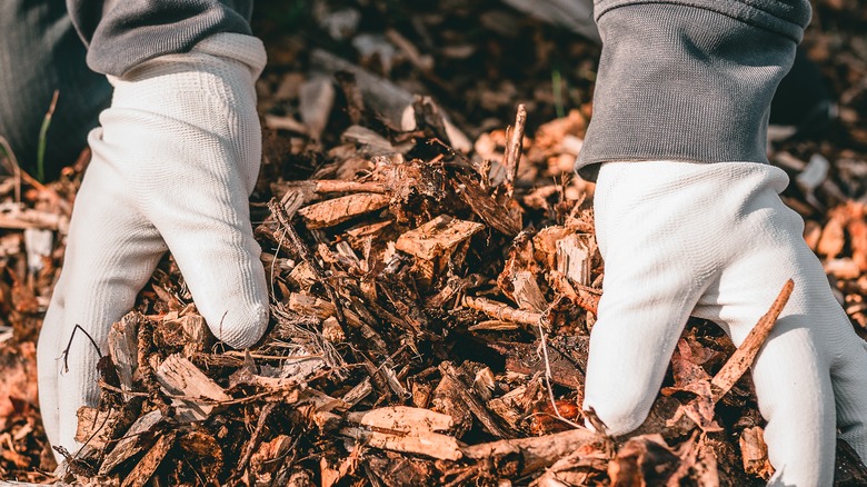 gardener with mulch