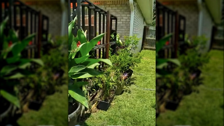 box spring trellis in garden