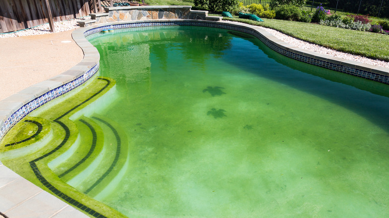 Swimming pool with green stagnant water