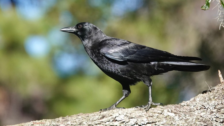 American crow on tree branch