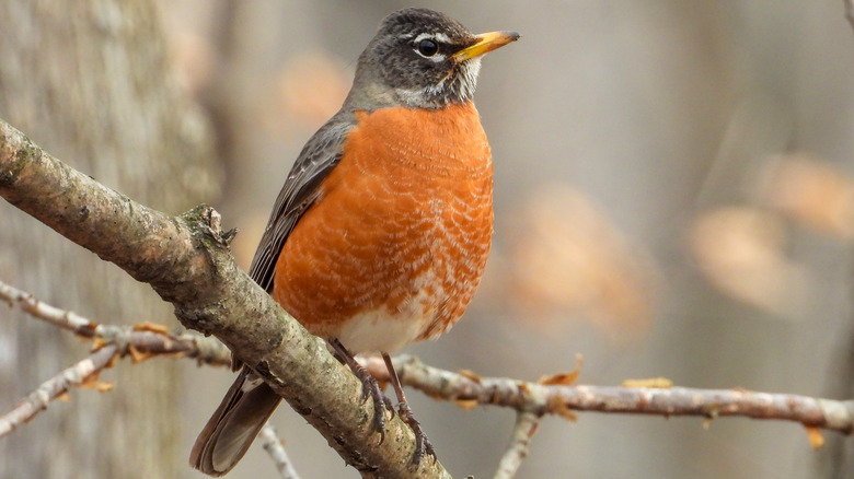 American robin on limb