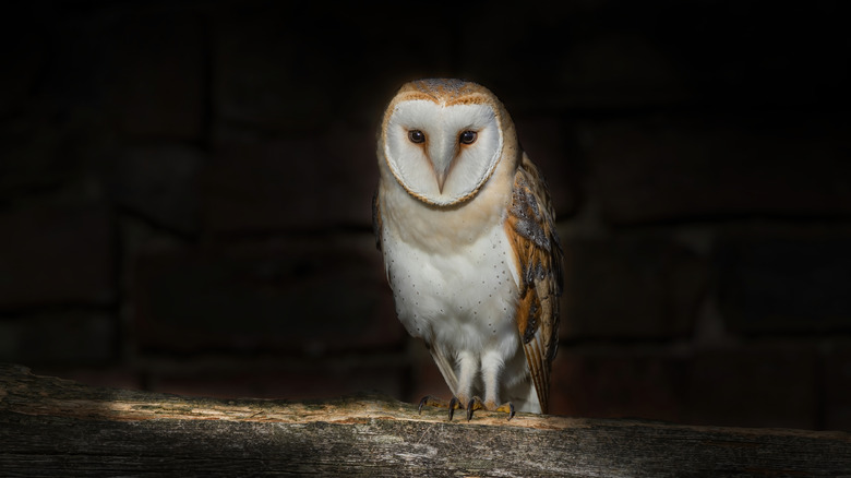 Barn owl sitting on wood