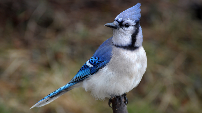 Blue jay perched on stick