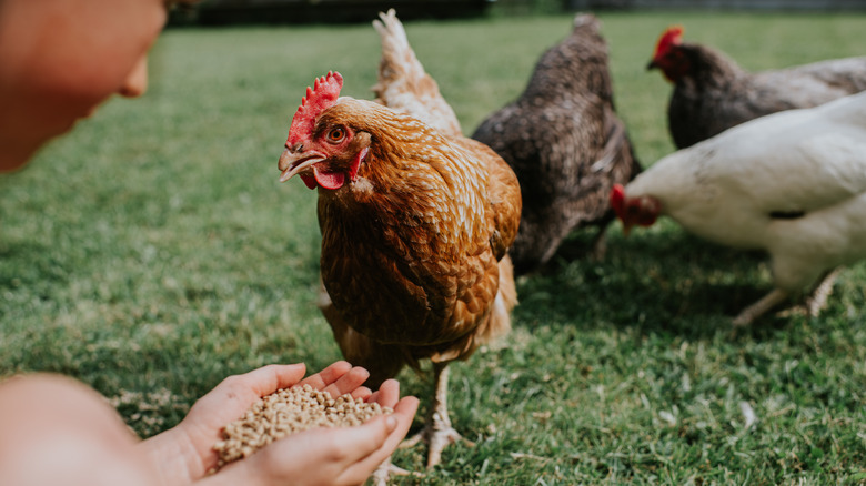 Child with several chickens