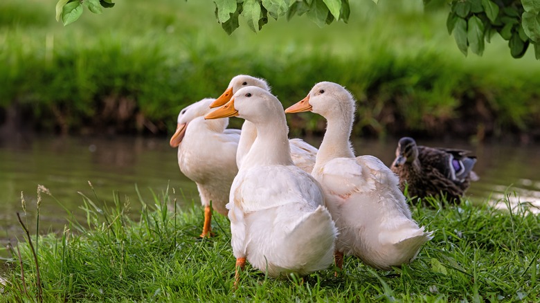 Ducks near a pond