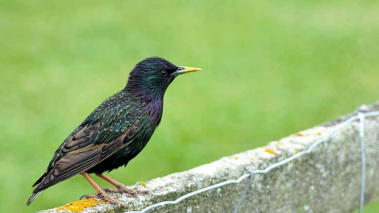 European starling on fence