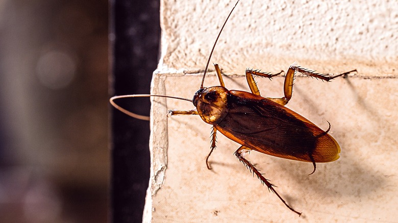 Cockroach on wall